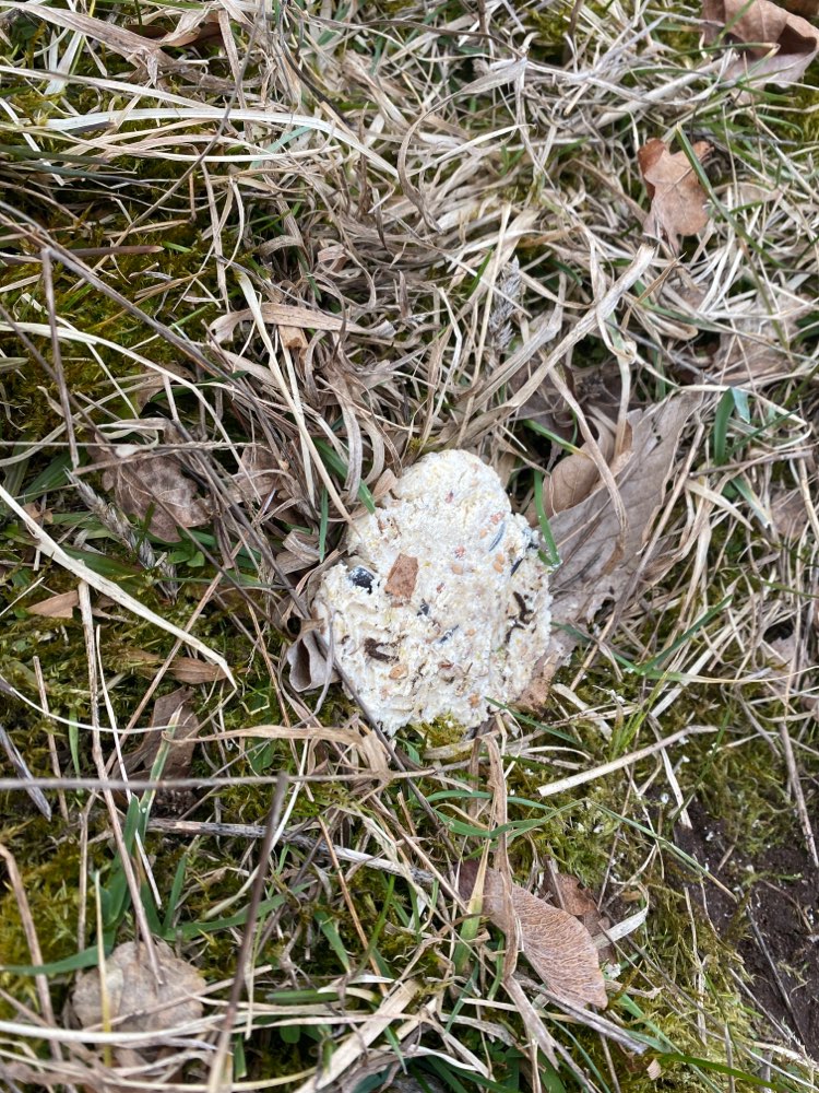 Giftköder-Giftköder-Profilbild