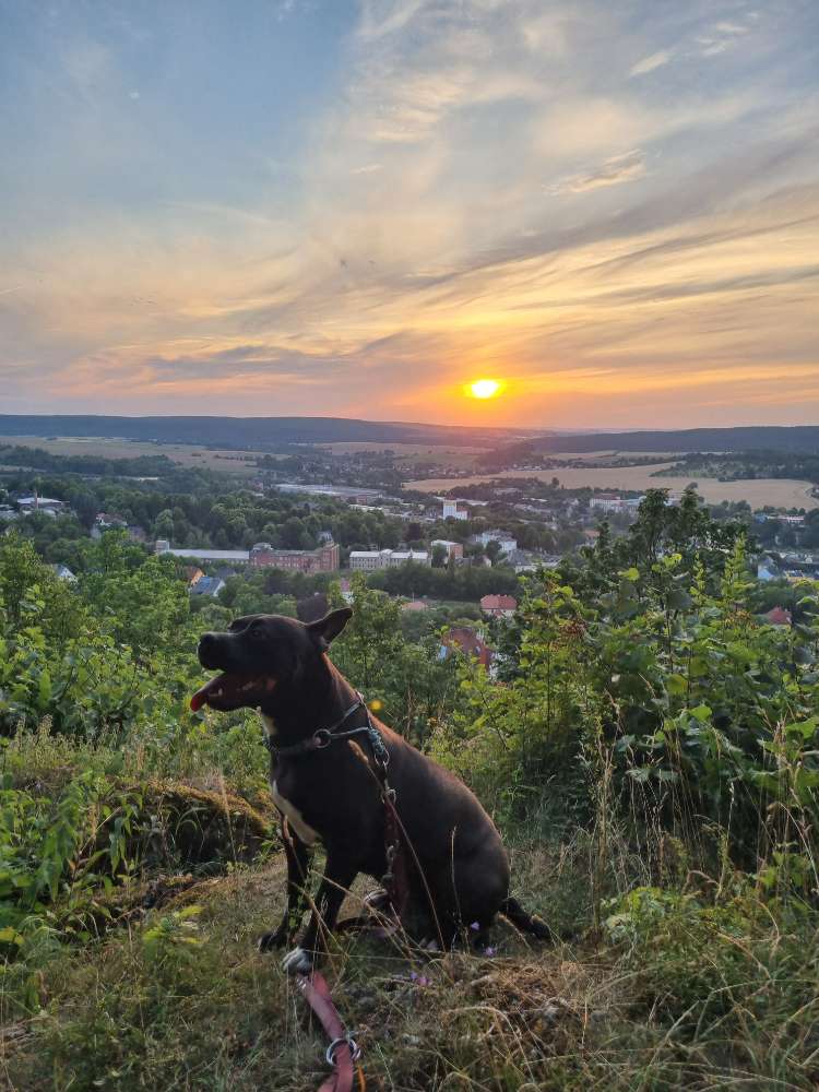 Hundetreffen-Gassi und spielen-Profilbild