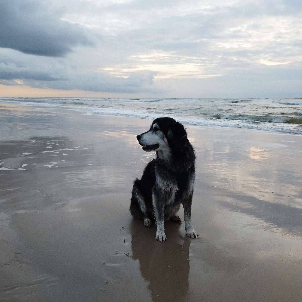 Hundetreffen-Gemeinsame Gassirunden-Profilbild