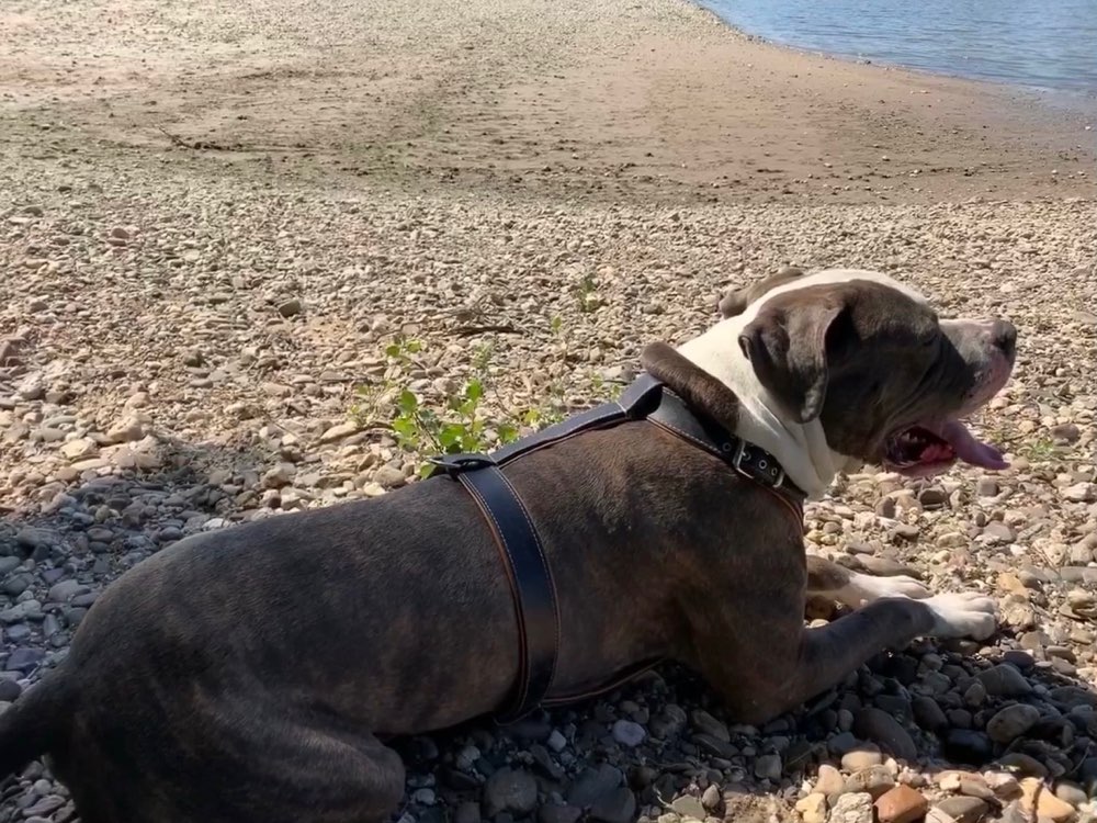 Hundetreffen-Spielrunde-Profilbild