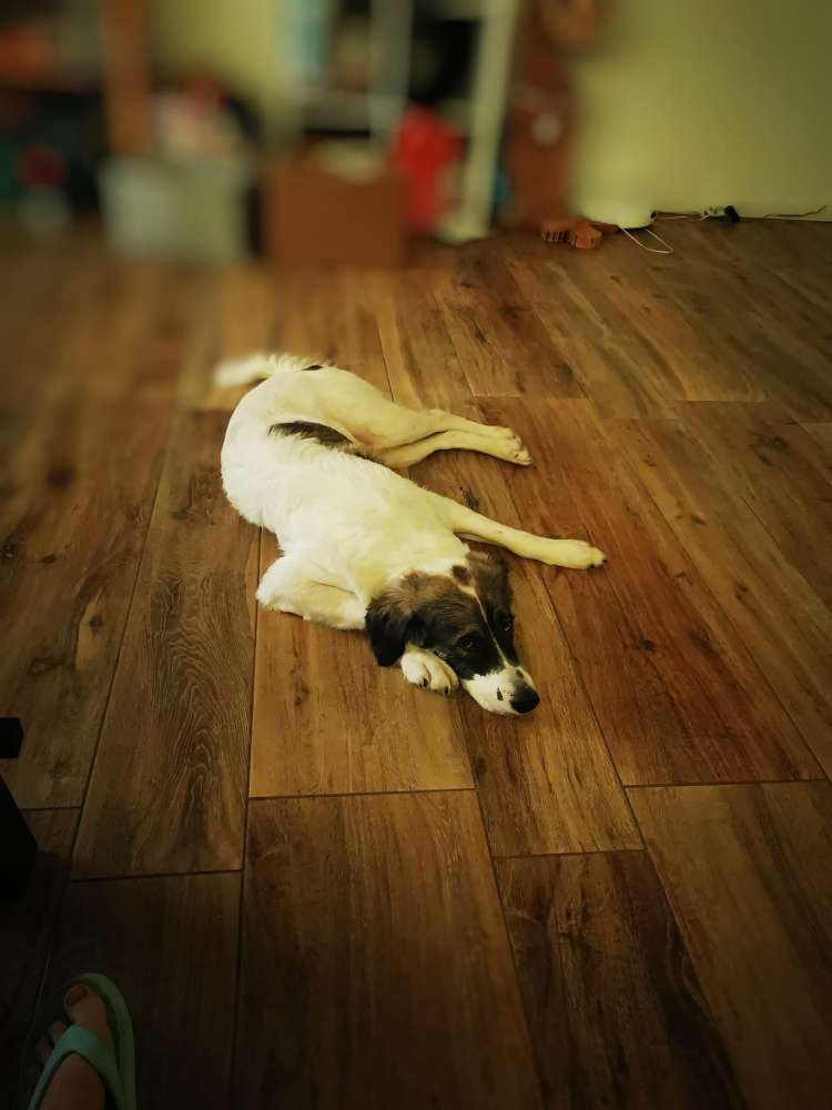 Hundetreffen-Hundetreffen in Pirna-Profilbild