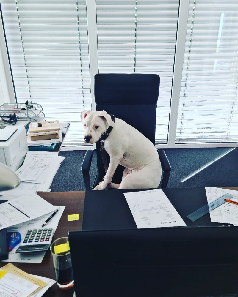 Hundetreffen-Gassirunde-Profilbild