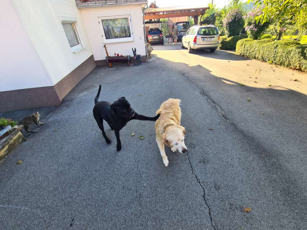 Hundetreffen-Spielkameraden-Profilbild