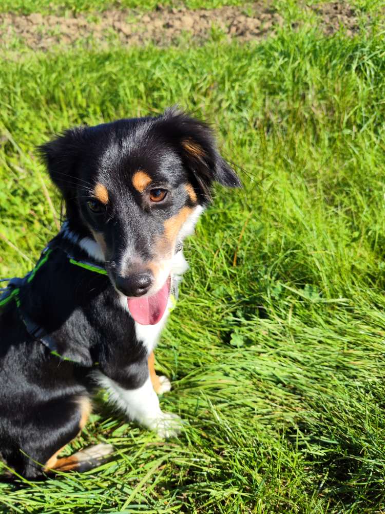 Hundetreffen-Sozialkontakte-Profilbild