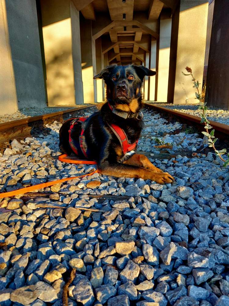 Hundetreffen-Cani cross,zughundesport-Profilbild