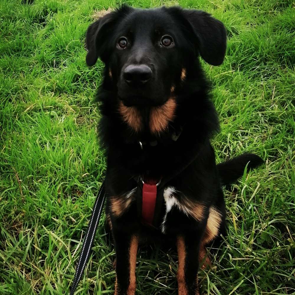 Hundetreffen-Training/Ruhe bei Hundebegegnung-Profilbild