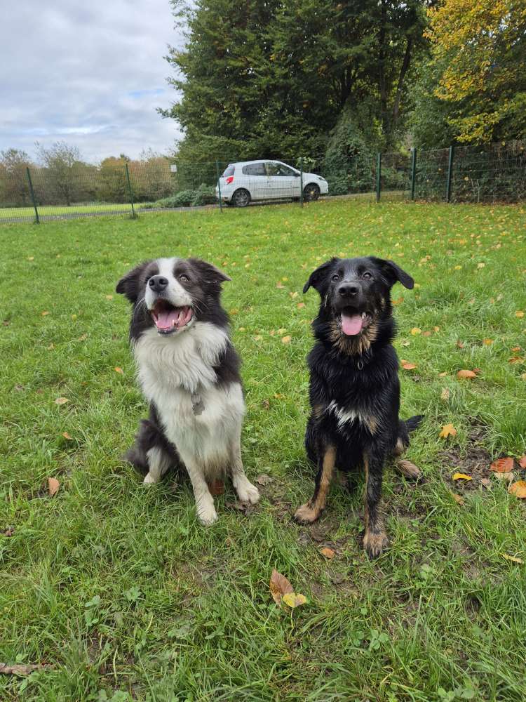 Hundetreffen-Social walk-Profilbild