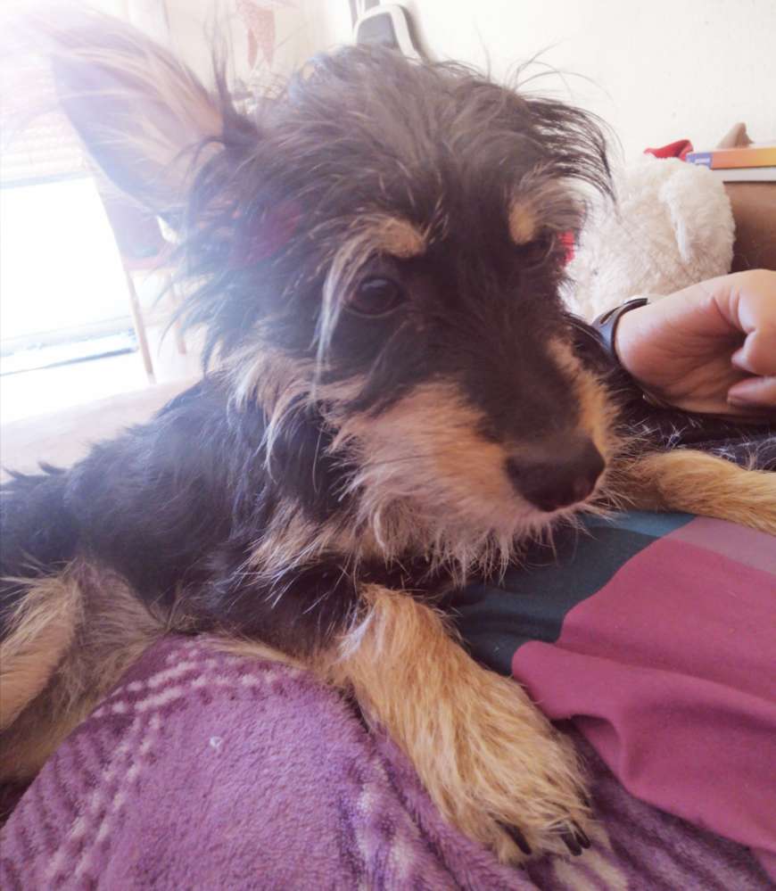 Hundetreffen-Social walk Gruppe (lichtenrade, Tempelhof, mariendorf)-Profilbild