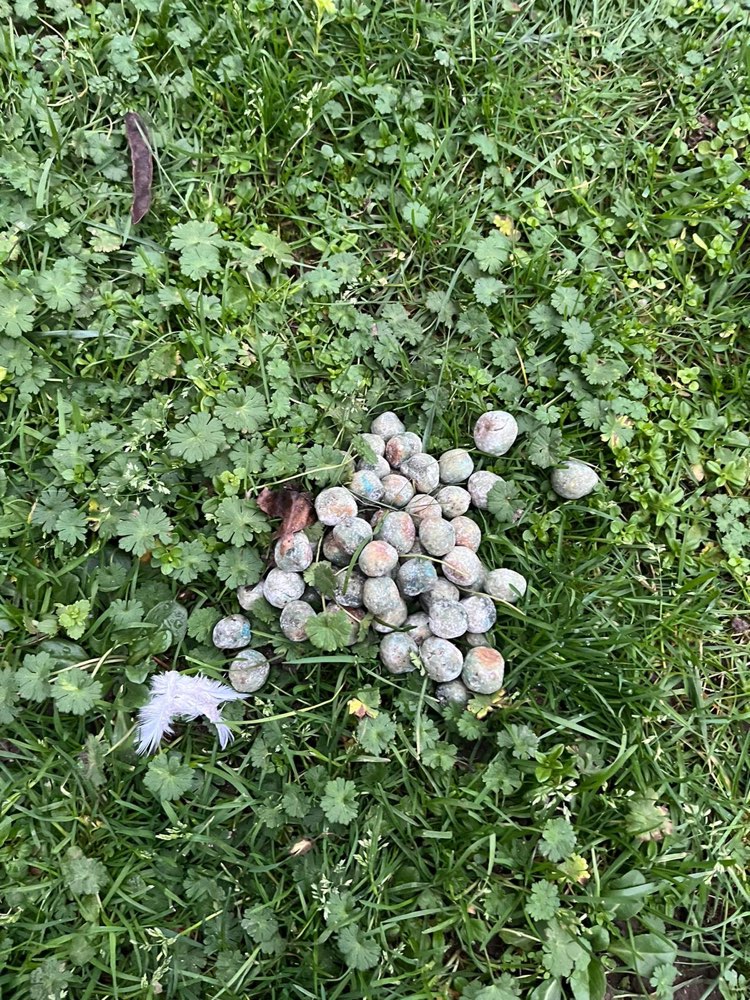 Giftköder-Vermutlich Giftköder-Profilbild