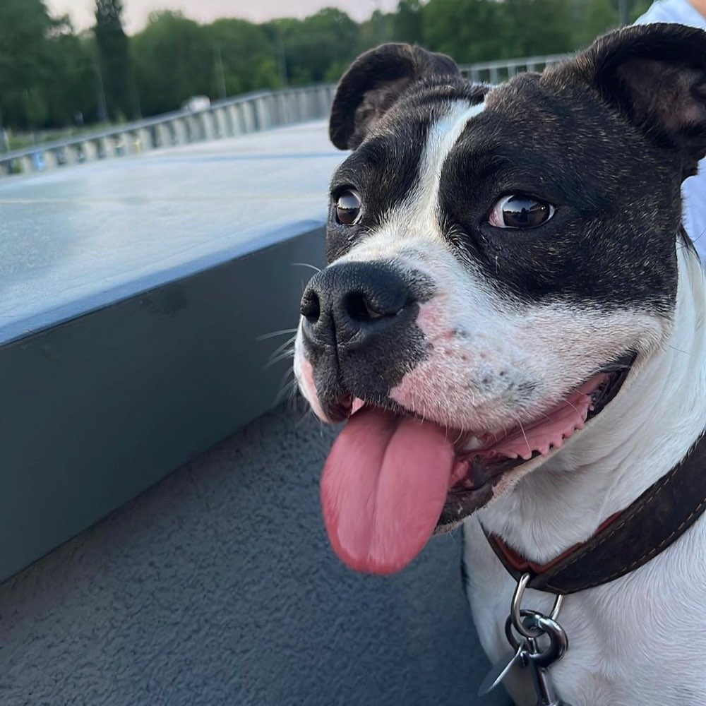 Hundetreffen-Spielen und austoben-Profilbild