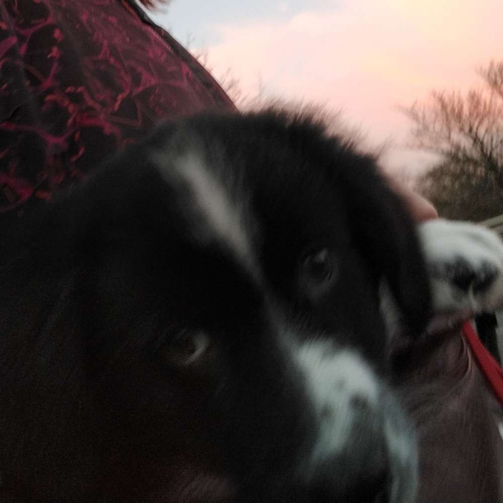 Hundetreffen-Neue Hunde kennen lernen in Lingen-Profilbild