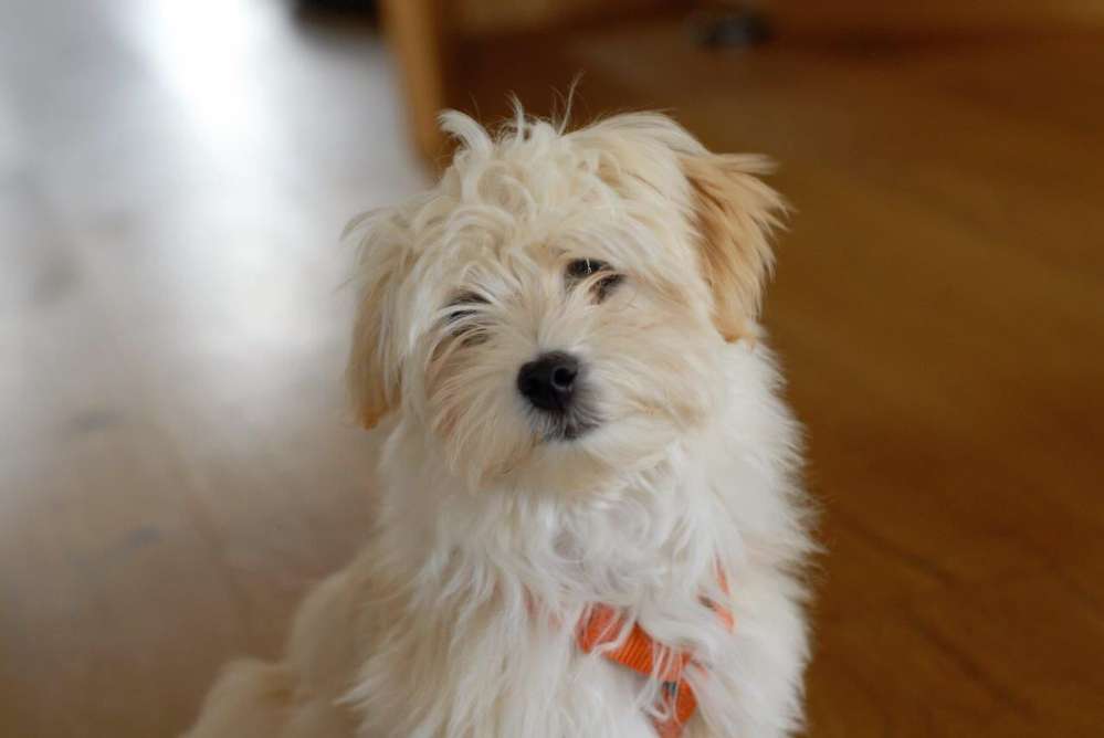 Hundetreffen-Spielrunde & Gassifreunde gesucht-Profilbild