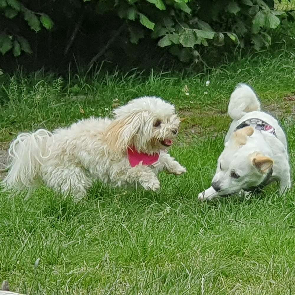 Hundetreffen-Kleine Hunde Göttingen-Profilbild