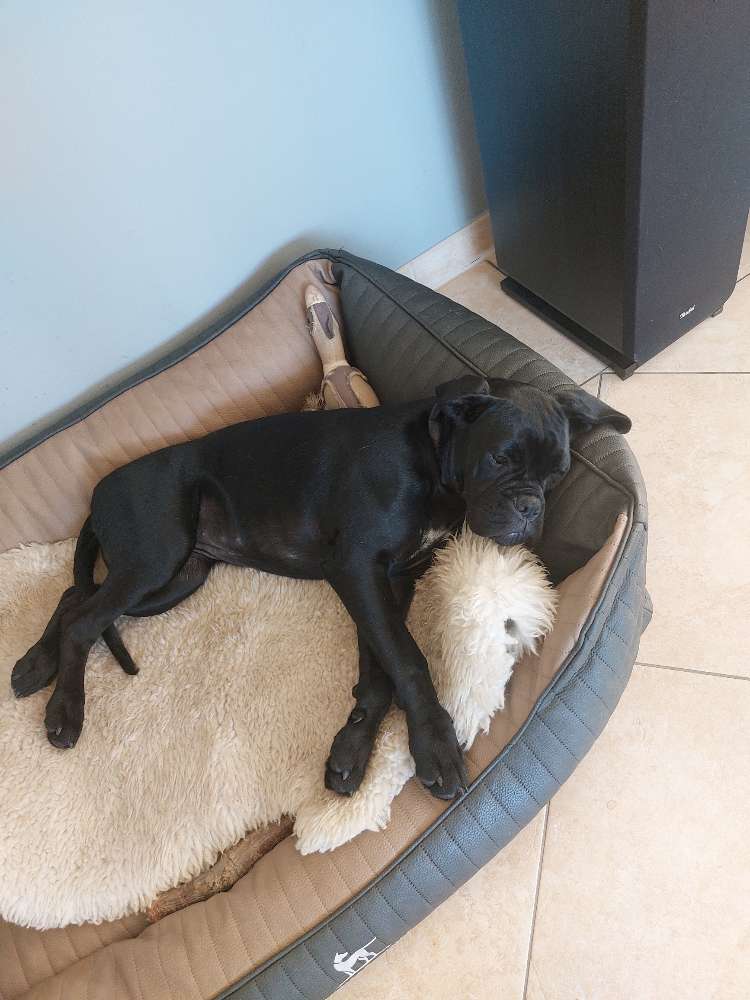 Hundetreffen-Junghunde, grosse Rassen-Profilbild