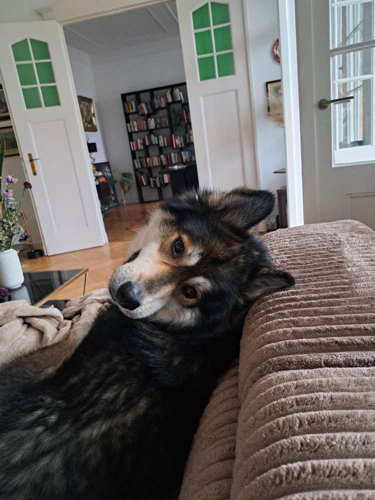 Hundetreffen-Hundefreundin für Fuzzel gesucht-Profilbild