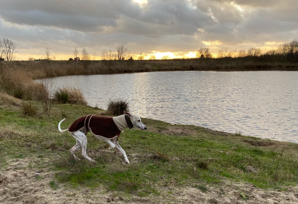Hundetreffen-An alle Windhunde dieser Gegend-Profilbild