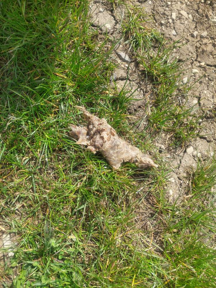 Giftköder-Knackfleischwurst-Profilbild