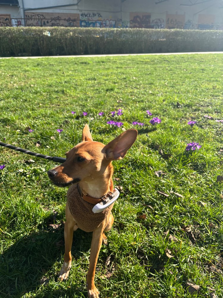 Hundetreffen-Social Walks Düsseldorf Nord-Profilbild