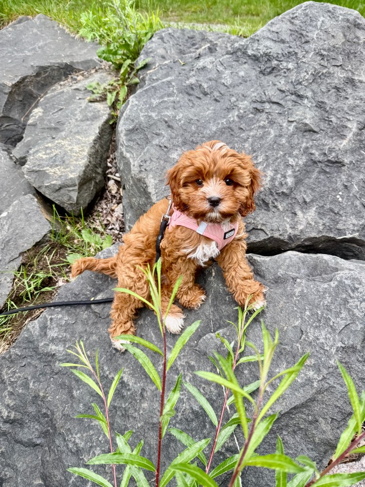 Hundetreffen-Welpen Spaziergang-Profilbild