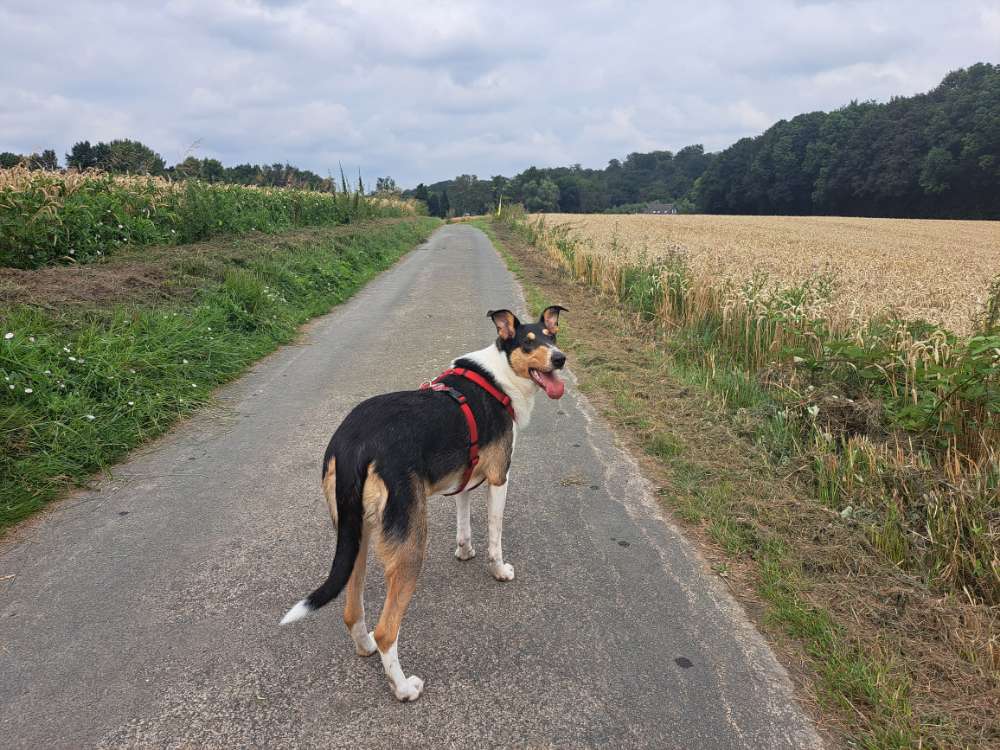 Hundetreffen-Gassifreunde-Profilbild