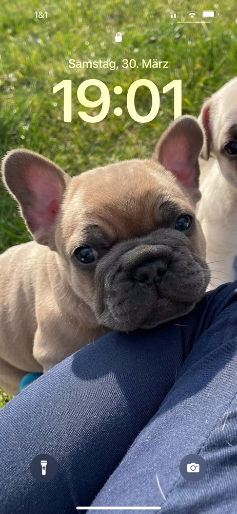 Hundetreffen-Welpen treffen in der Wedemark Mellendorf-Profilbild