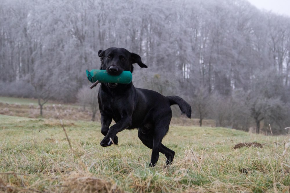 Hundetreffen-Dummy und apportieren-Profilbild