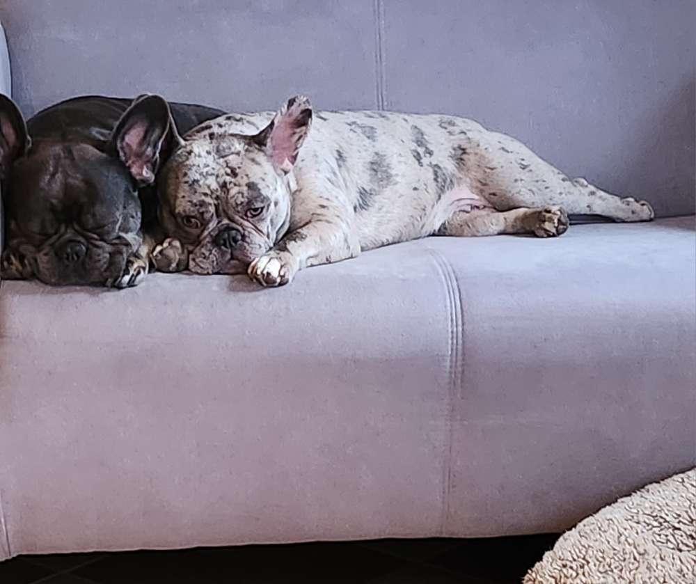 Hundetreffen-Hundetreffen-Profilbild