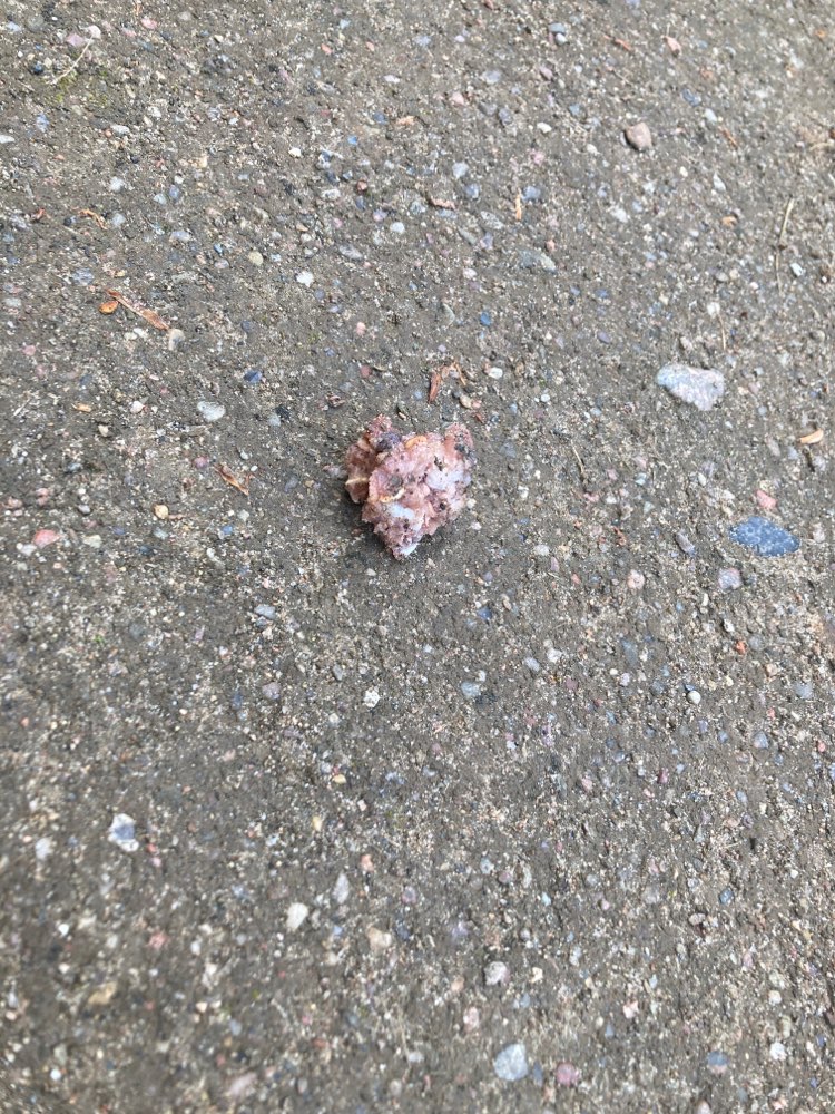 Giftköder-Giftköder (vermutlich)-Profilbild