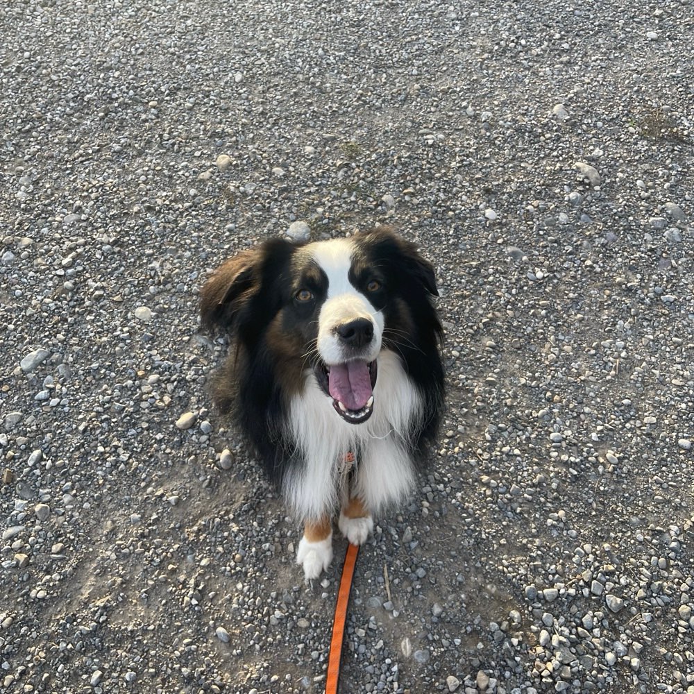 Hundetreffen-Social Walk-Profilbild