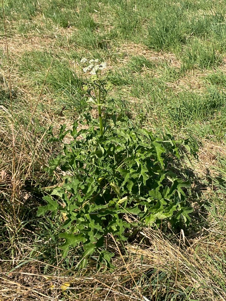Giftköder-Bärenklau-Profilbild