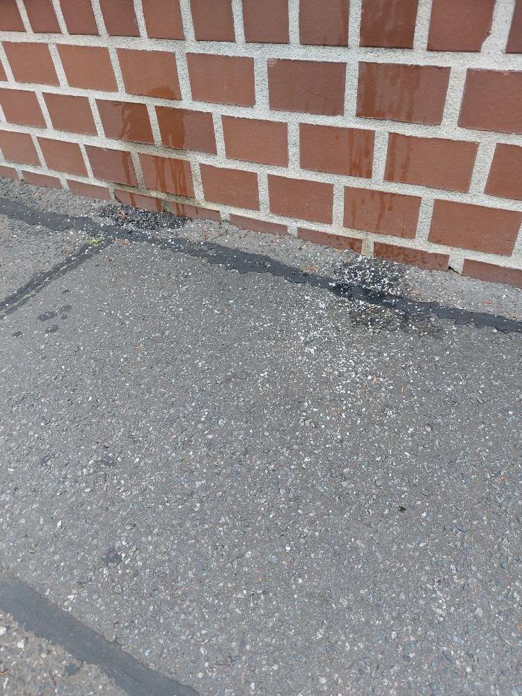 Giftköder-Weiße kristaline Substanz an Pipistellen-Profilbild