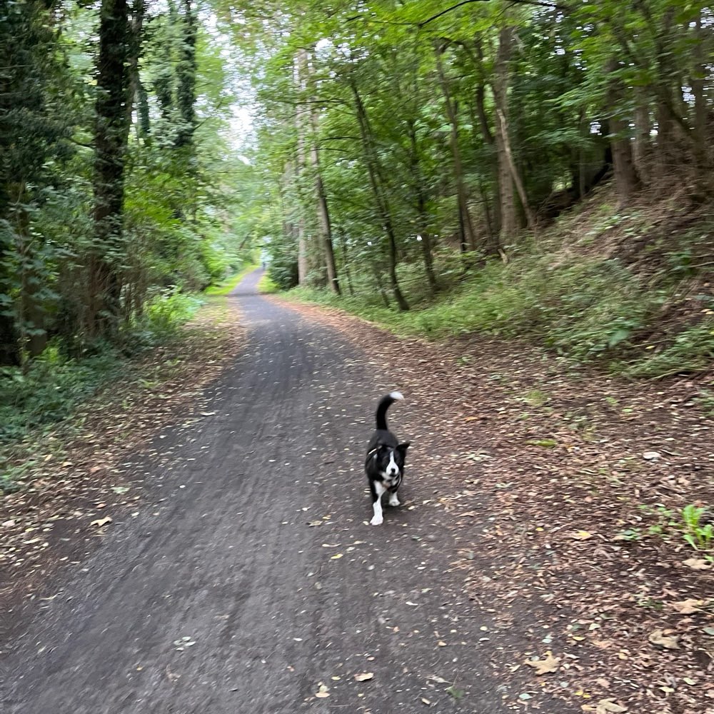 Hundetreffen-Social Walks-Profilbild