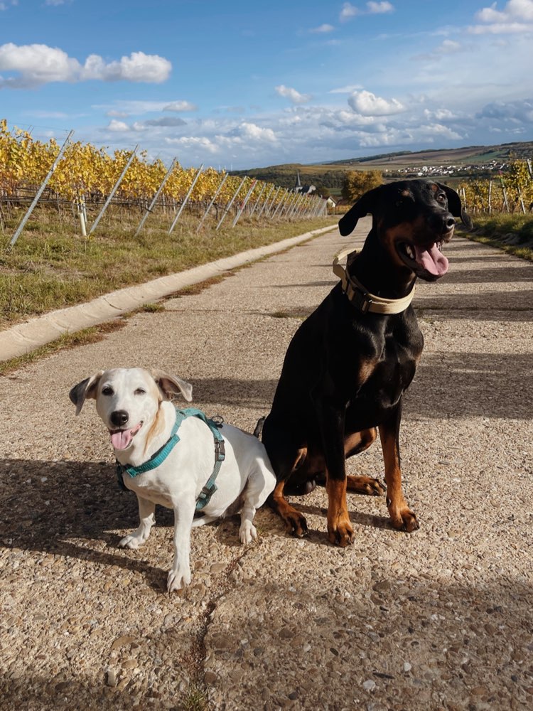 Hundetreffen-𝓢𝓸𝓬𝓲𝓪𝓵 𝓦𝓪𝓵𝓴👏-Profilbild