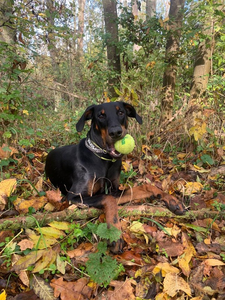 Hundetreffen-𝓖𝓪𝓼𝓼𝓲𝓻𝓾𝓷𝓭𝓮 𝓾𝓷𝓭 𝓢𝓹𝓲𝓮𝓵𝓮𝓷!🎾🐕-Profilbild