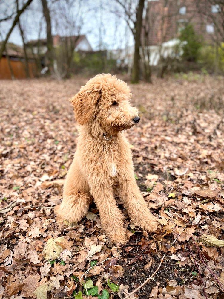 Hundetreffen-Spiel- und Lernpartner gesucht-Profilbild