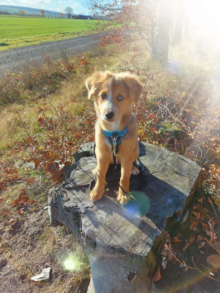 Hundetreffen-Suche Spielgefährten und Trainingspartner-Profilbild