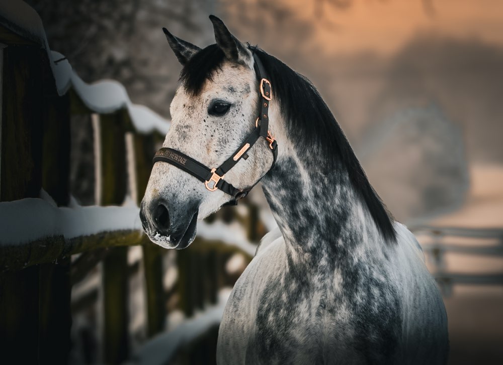 Hundetreffen-Memory Walk 📸-Profilbild