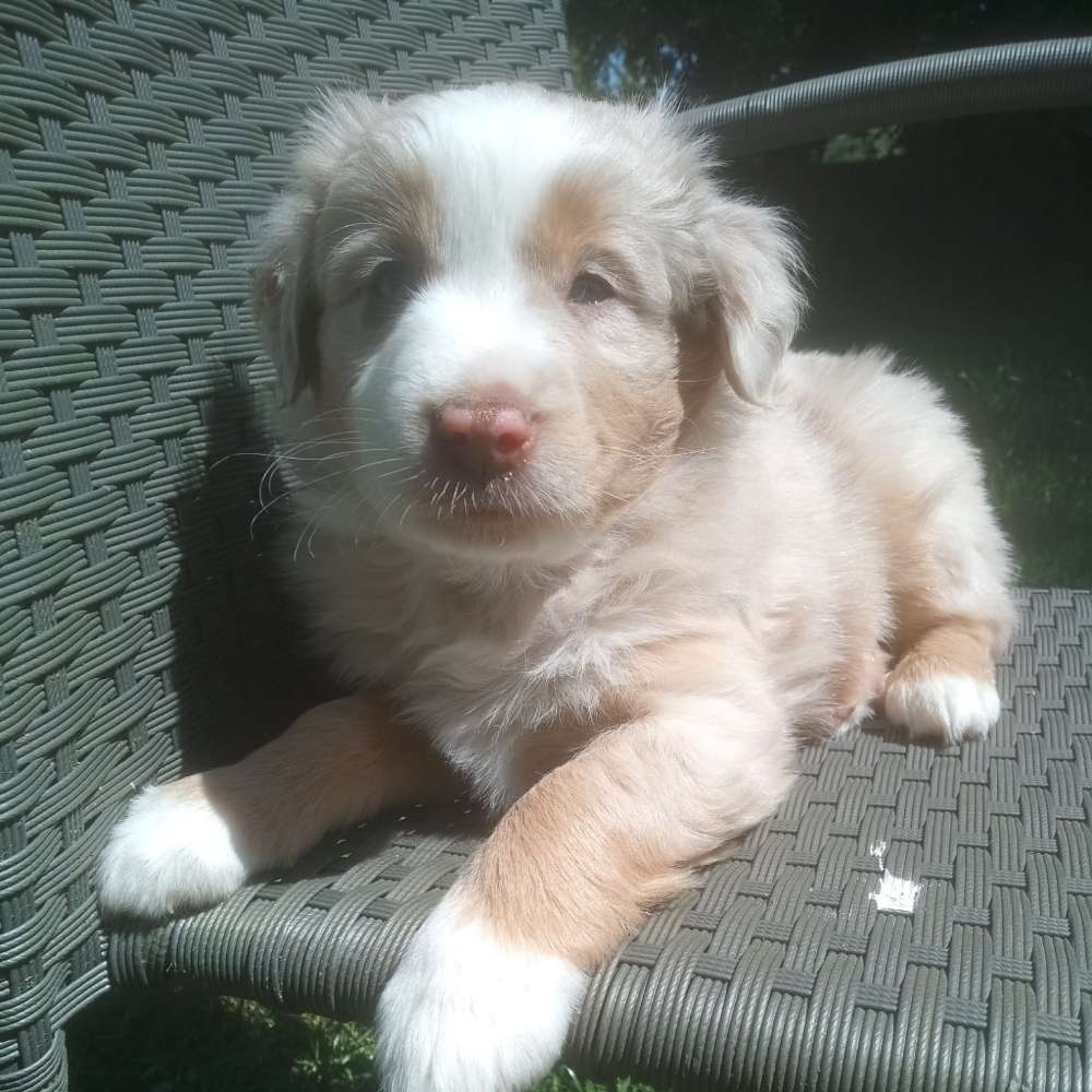 Hundetreffen-Hilfestellung für unseren Welpen - gefestigte Hunde gesucht-Profilbild