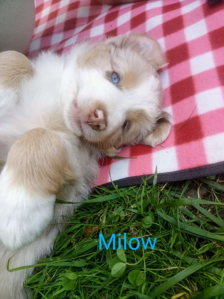 Hundetreffen-Spielgefährten für unseren Welpen (9 Wochen)-Profilbild