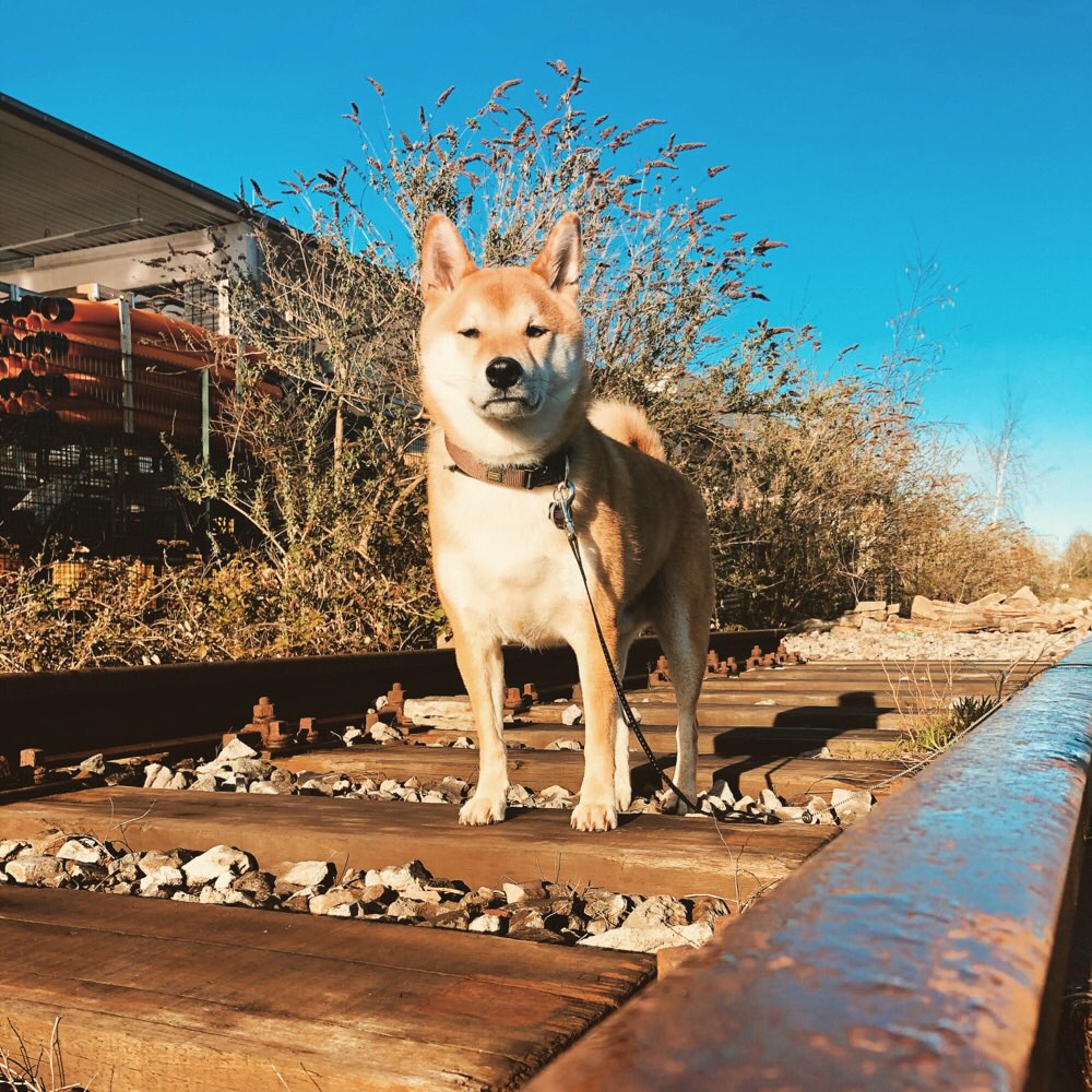 Hundetreffen-Spazieren im Uhlenhorst-Profilbild