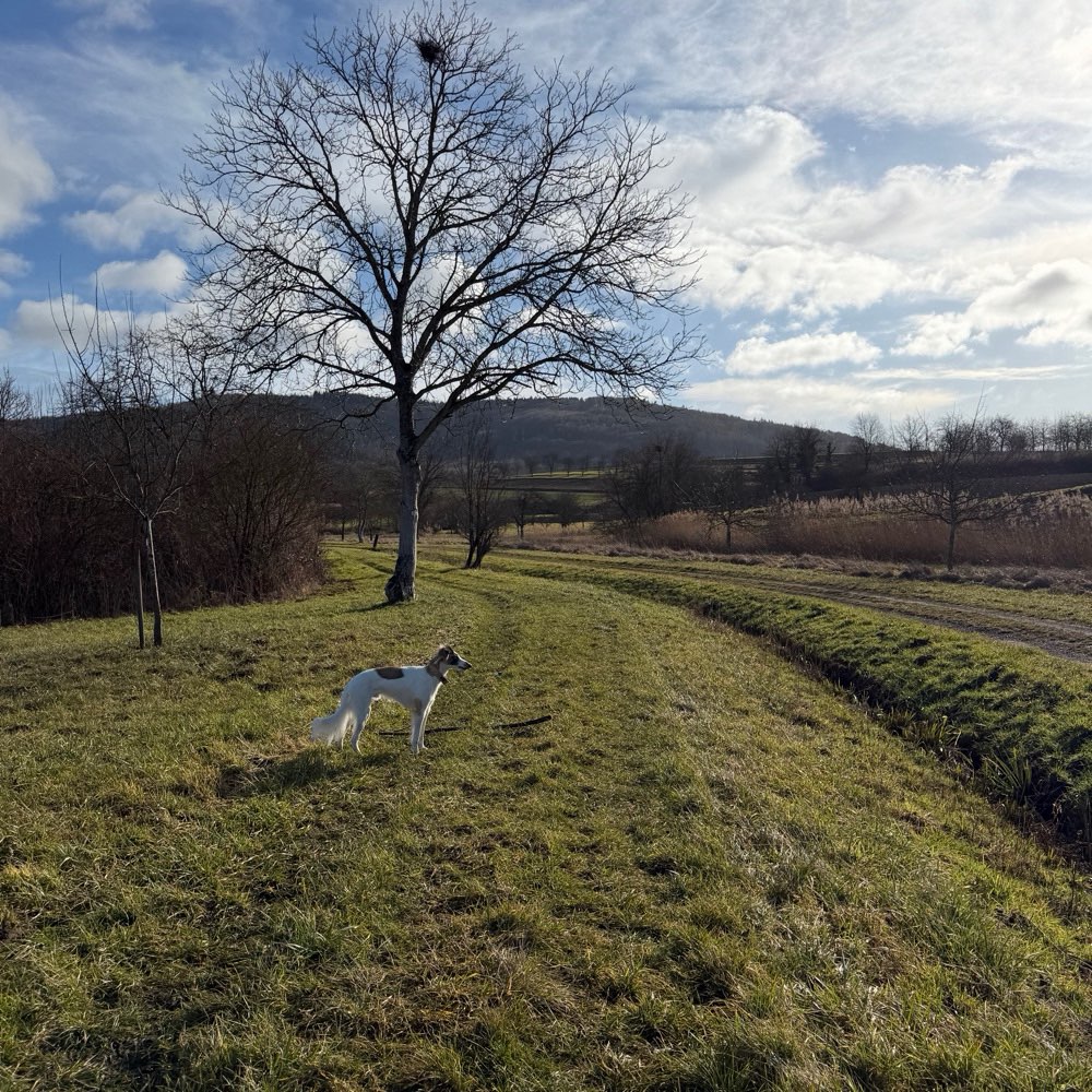 Hundetreffen-Flitzi-Treffen in Ettenheim-Profilbild