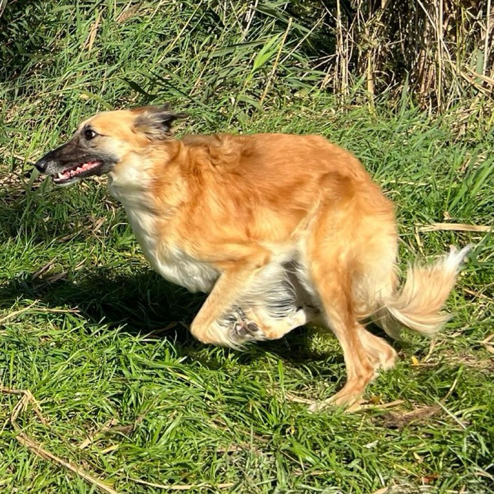 Hundetreffen-Gassirunde Neuried-Profilbild