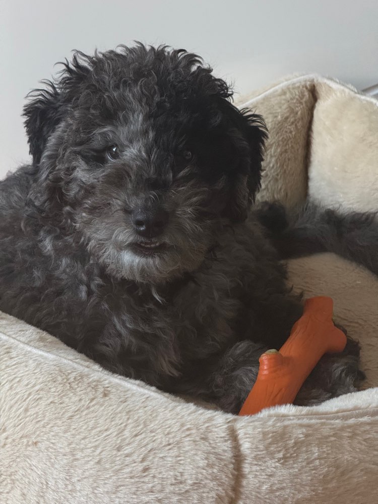 Hundetreffen-Welpentreffen mit Doodle (4 Monate) Striezel-Profilbild