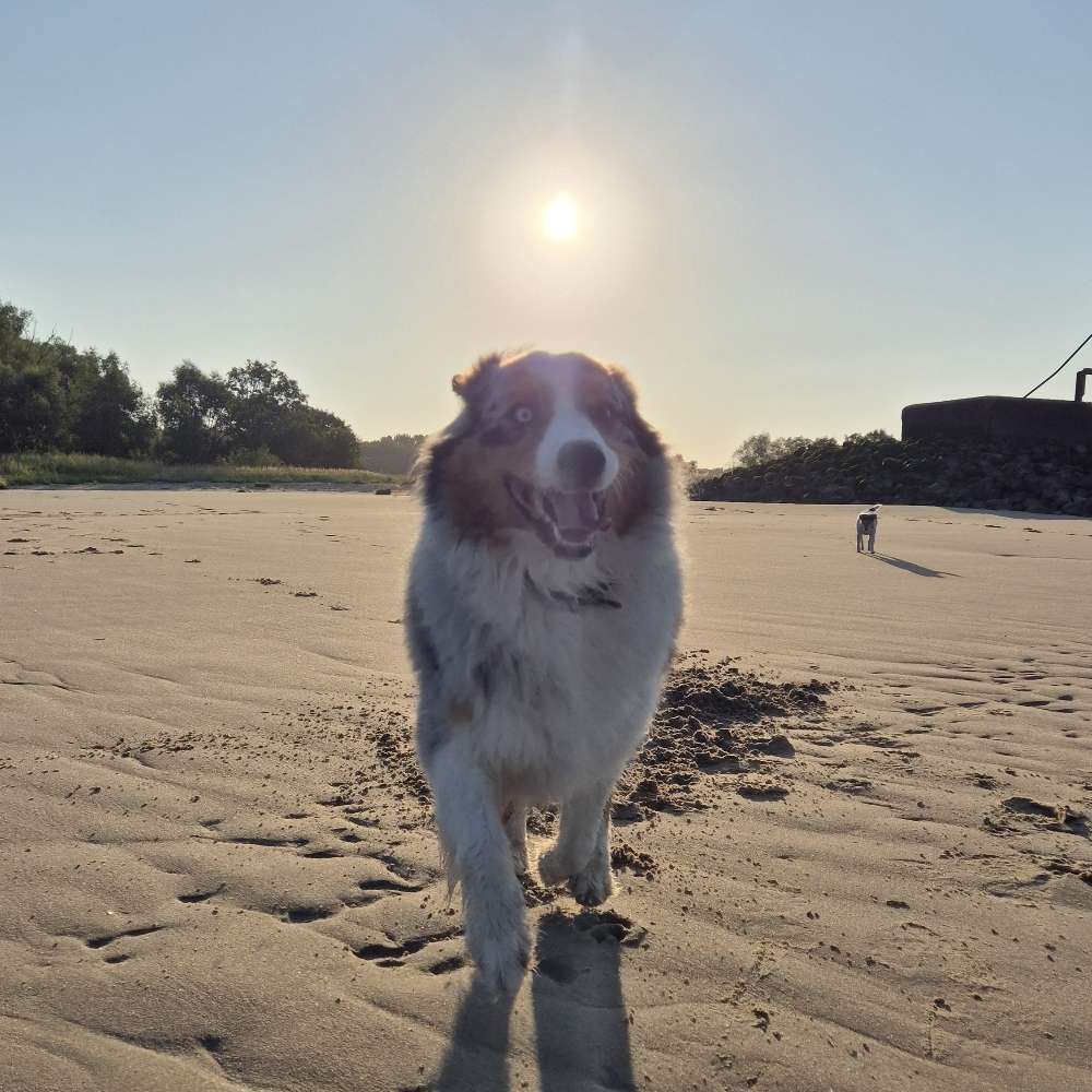 Hundetreffen-Gelegentliche Spaziergänge in Heist, Flugplatz, Hetlinger Schanze und Umgebung-Profilbild