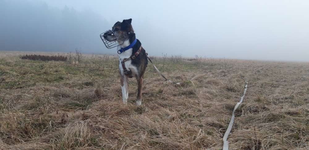 Hundetreffen-Training / Gassi gehen an der Leine-Profilbild