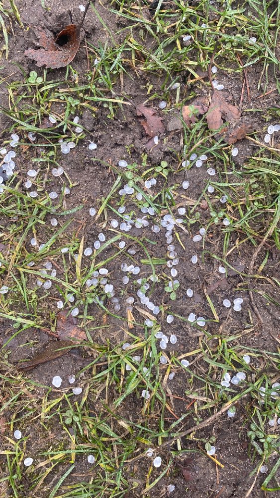 Giftköder-Mögliches Gift auf Wiese verstreut-Profilbild