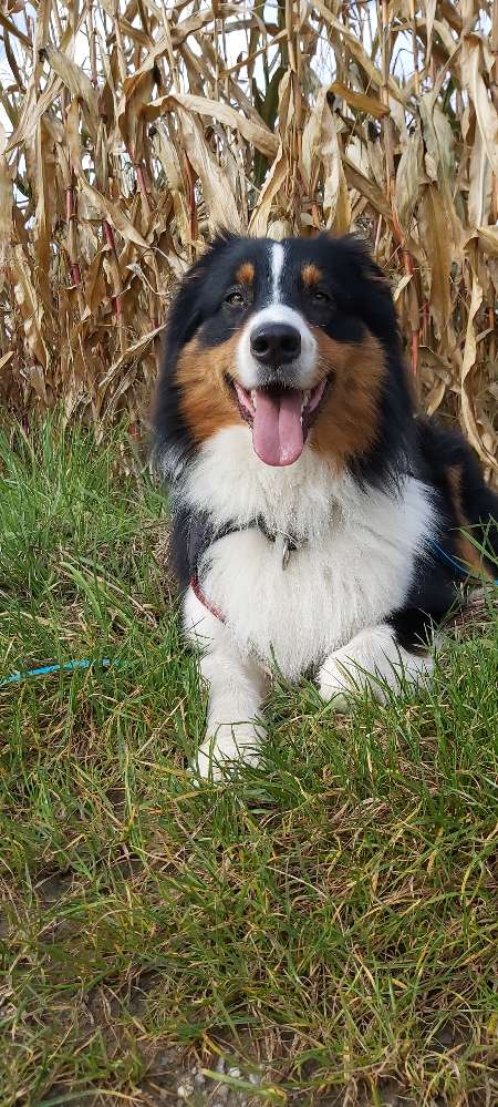 Hundetreffen-Gemeinsame Gassirunde-Profilbild