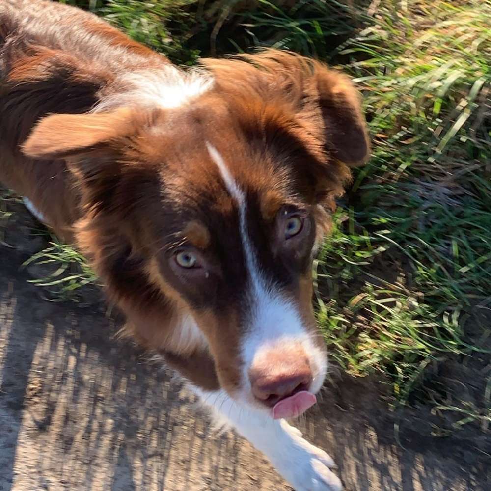 Hundetreffen-Zum Spielen oder geminsame spaziergänge-Profilbild