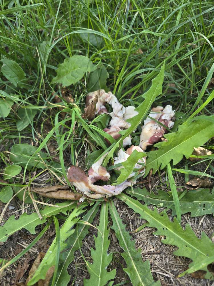 Giftköder-Herumliegende Fleischbrocken-Profilbild