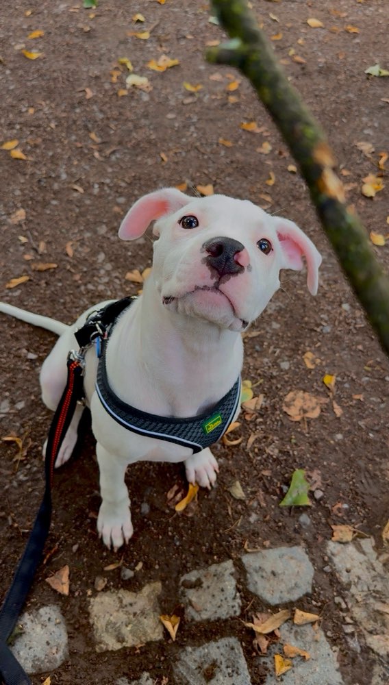 Hundetreffen-Spazieren, Training & Spielen-Profilbild